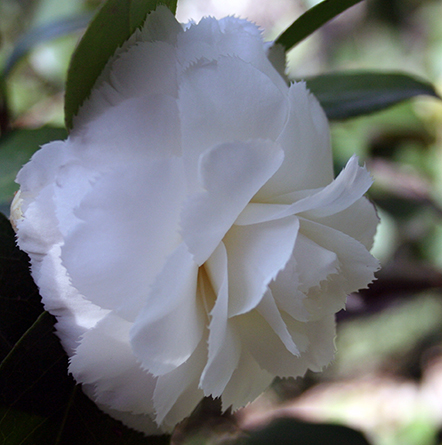 Camelia