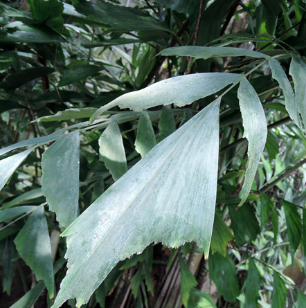 Caryota mitis