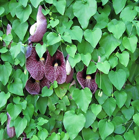 aristolchia grandiflora