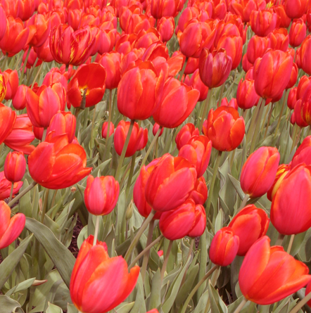 tulipanes